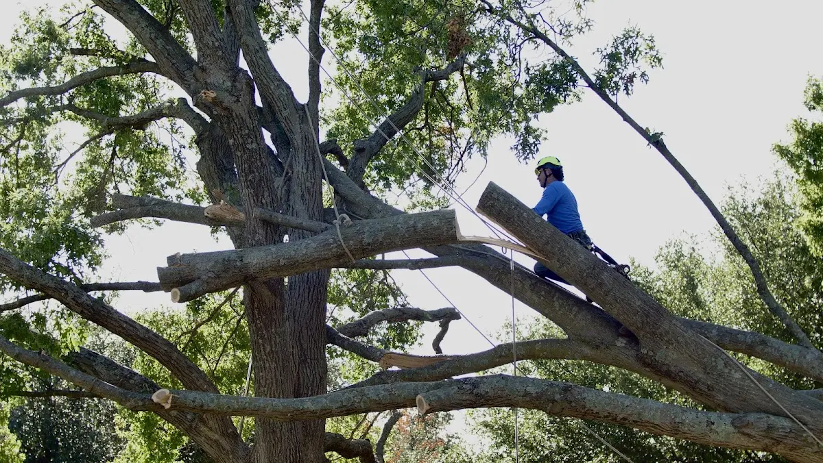 Professional Crown Thinning performed by certified arborists in Merrillville